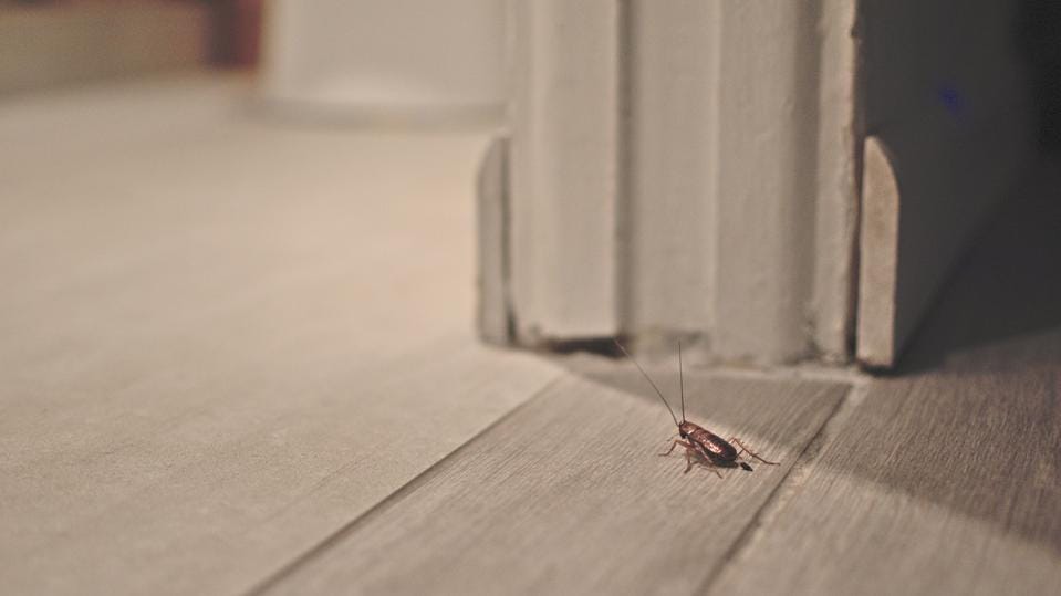 آشنایی با حشرات خانگی و روش های جلوگیری از ورود آن‌ها به منزل